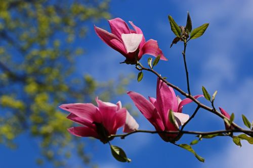 magnolia flower magnolias