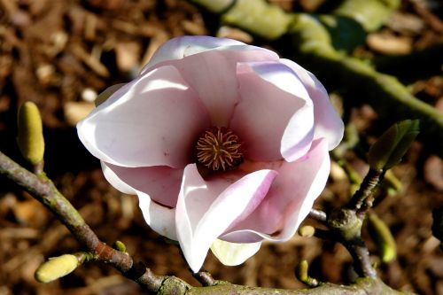 magnolia tulip tree blossom