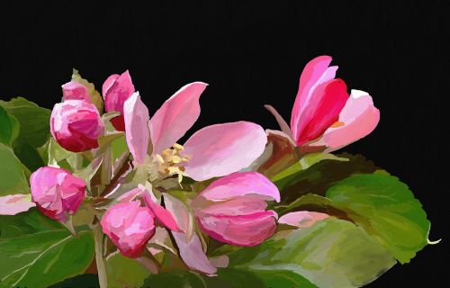magnolia flower spring