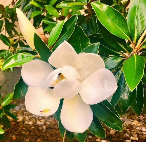 magnolia flower tree