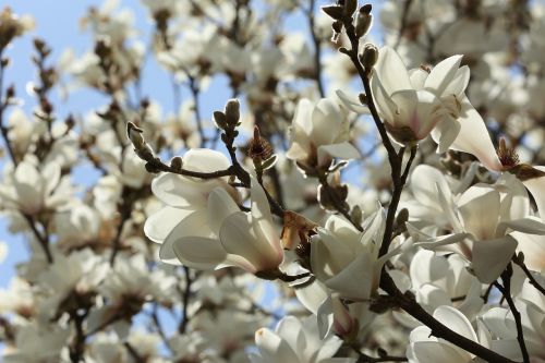 magnolia white flower