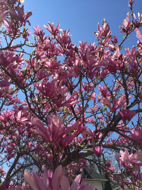 magnolia flowering tree spring