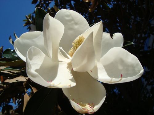 magnolia flower spring