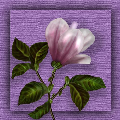 magnolia flower photoshop