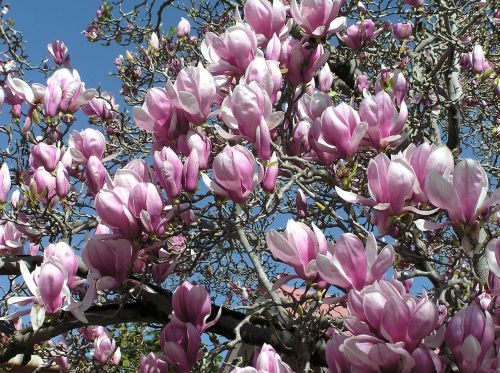 magnolia tree spring