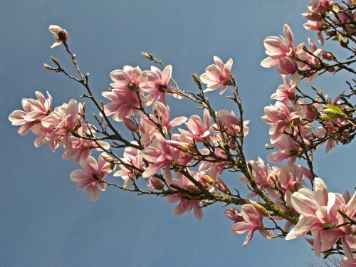 magnolia blossom bloom