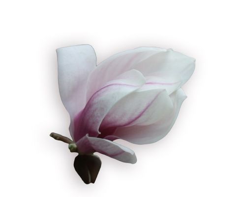 magnolia tender pink