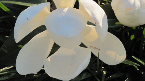 magnolia floral plant