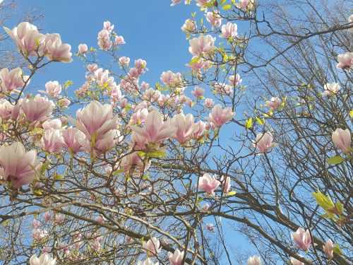 magnolia flowers spring