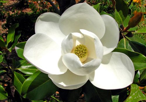 magnolia macro white