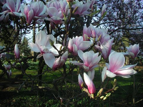 magnolia spring blossom