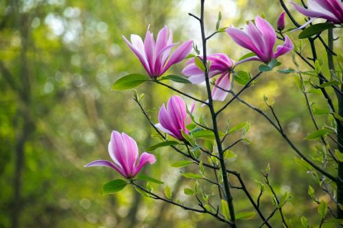 magnolia flower magnolias