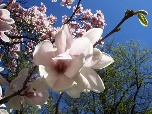 magnolia cream pink