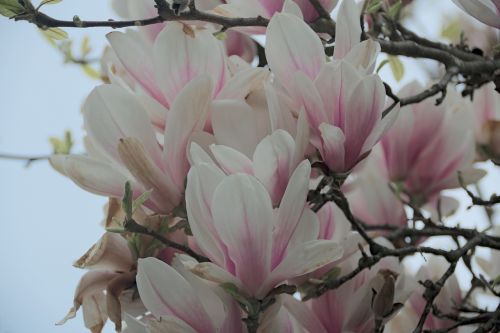 magnolia flower magnolias