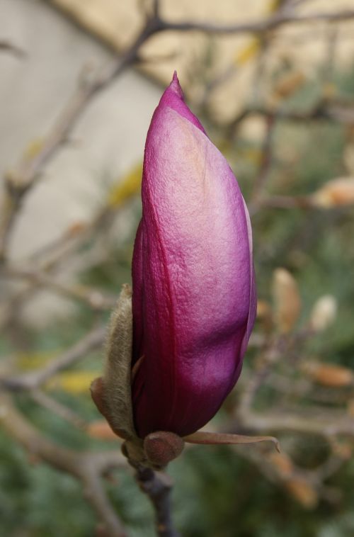 magnolia flower nature