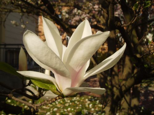 magnolia flower flowering