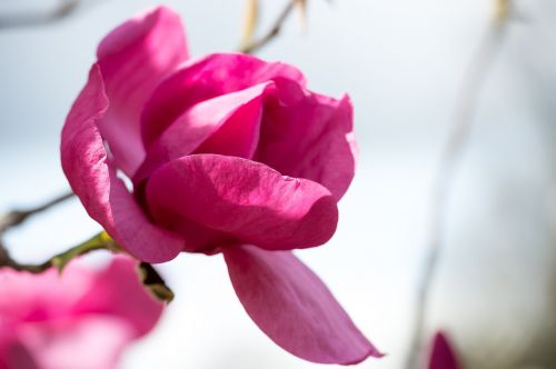 magnolia pink magenta