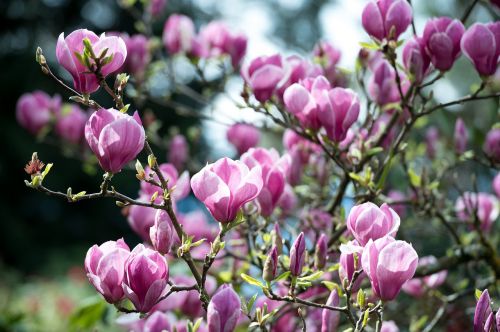 magnolia pink magenta