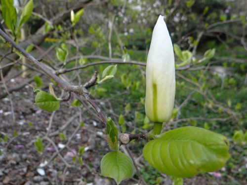 magnolia bud botanical garden
