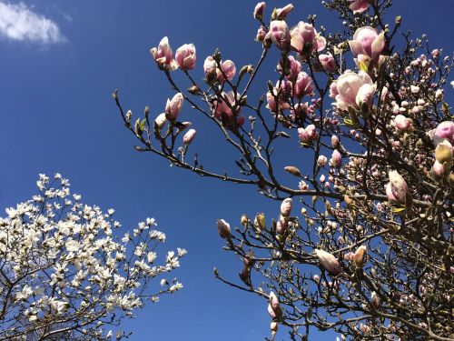 magnolia spring flower tree