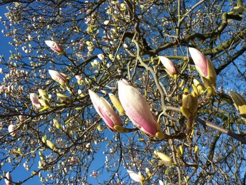 magnolia bud blossom