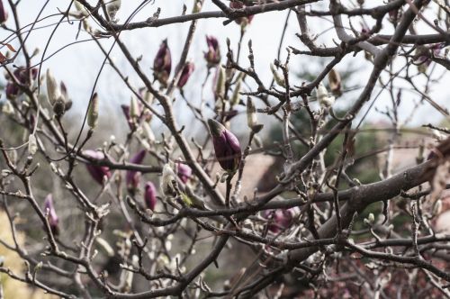 magnolia plants spring