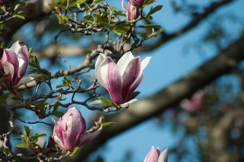 magnolia aroma tree