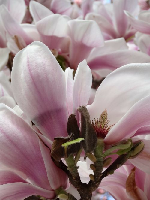 magnolia blossom bloom