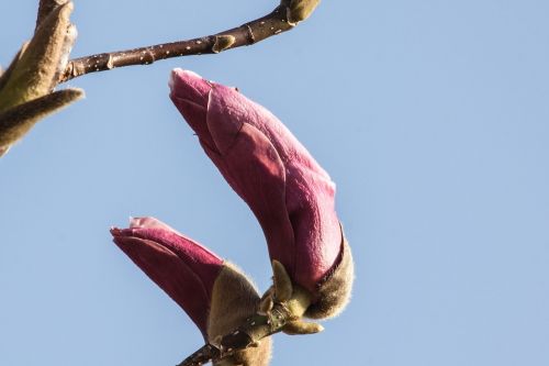 magnolia blossom bloom