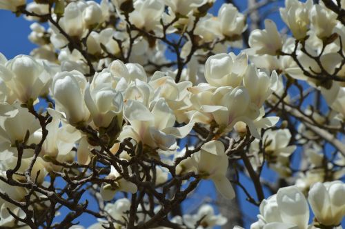 magnolia flowers white