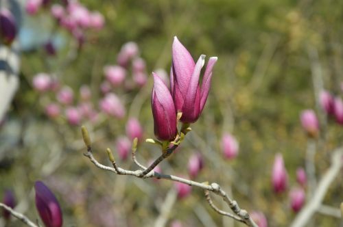 magnolia flowers purple