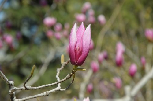magnolia flowers purple