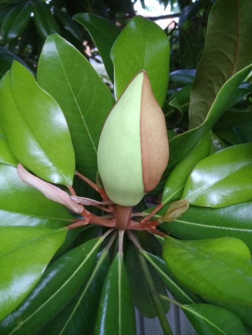 magnolia nature tree