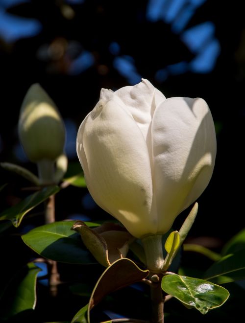 magnolia flower bloom