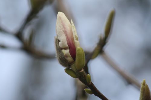 magnolia blossom bloom