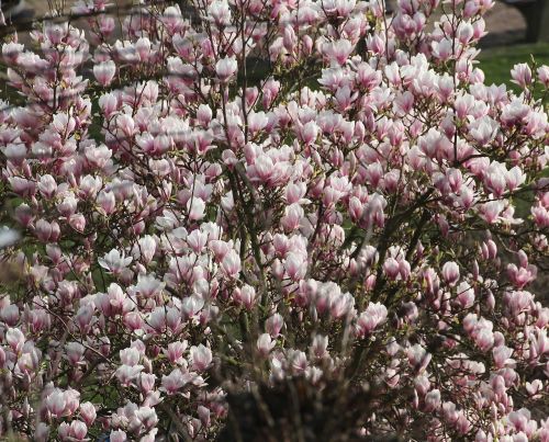 magnolia tulip tree spring