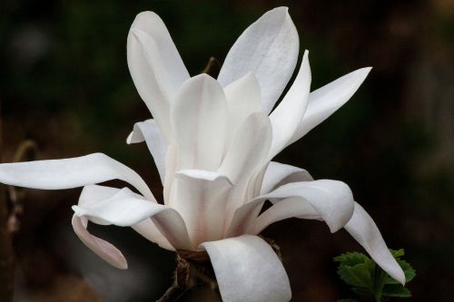 magnolia blossom bloom