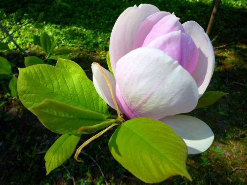 magnolia flower green leaf