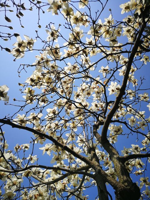 magnolia tree branch