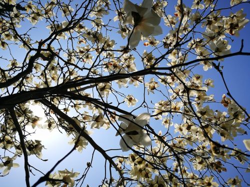 magnolia tree branch