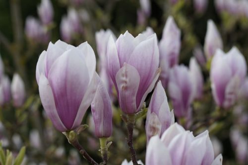magnolia tender flowers