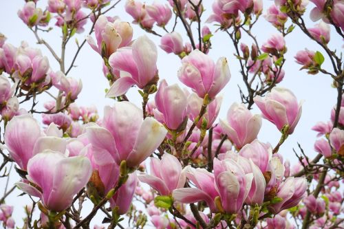magnolia magnolia blossom flowers
