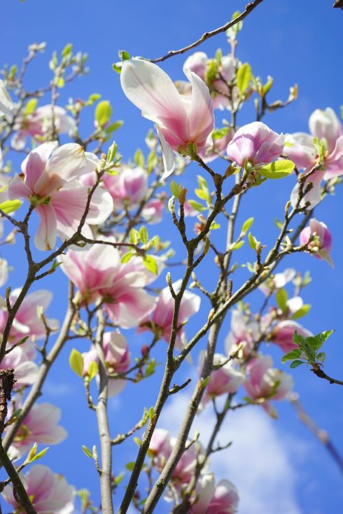 magnolia magnolia blossom flowers
