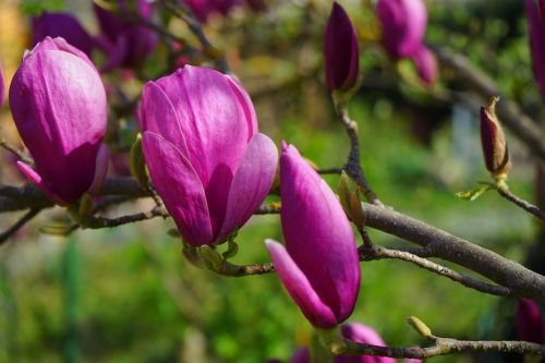 magnolia magnolia blossom blossom