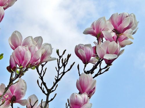 magnolia flower plant