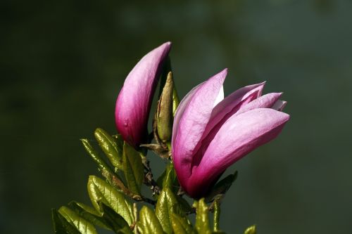 magnolia spring pink