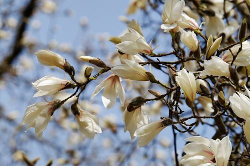 magnolia tree flourishing tree