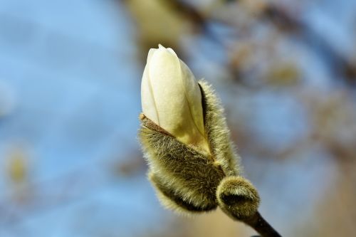 magnolia bud spring sunshine