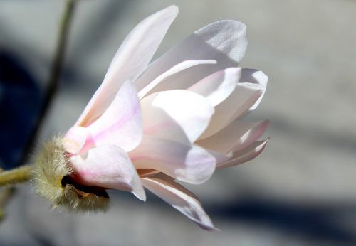 magnolia flower white flower