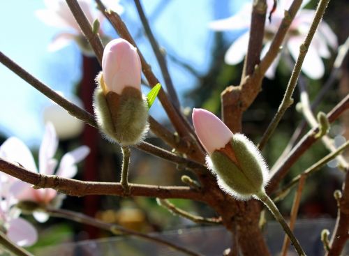 magnolia the flower buds spring